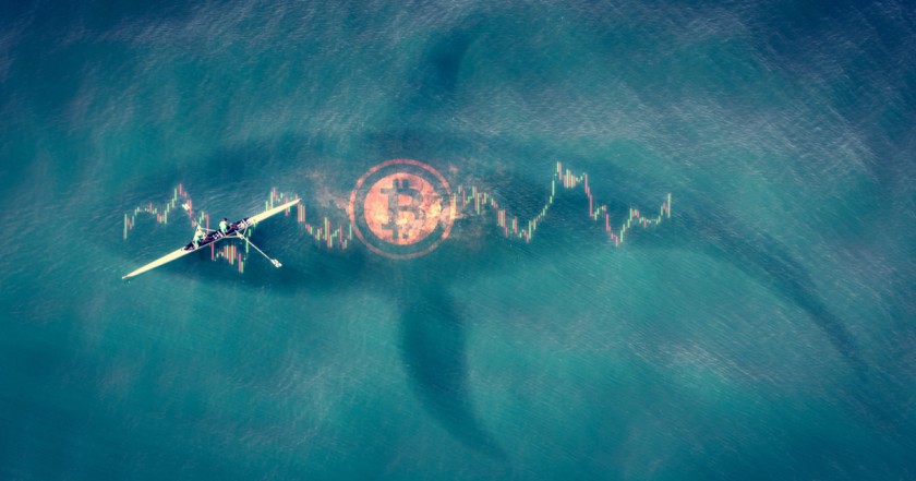 ビットコイン価格モメンタム弱まるも、クジラの買いは堅調＝CryptoQuant